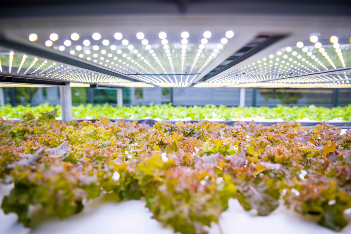 Plants in a greenhouse