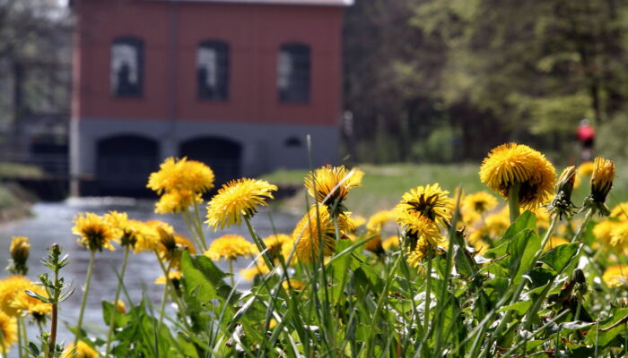 Dandelion blossoms in front of building